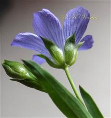  Flower (Lateral view)